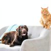 Pet Odor Eliminator Beaumont Citrus Spray 350sqft-6