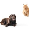 Citrus Magic Pet Odor Eliminator Beaumont Solid-5