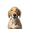 Dog Urine Remover by Spectrum Brands Pet Supplies-8
